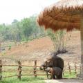 Thai Elephant Home Preview